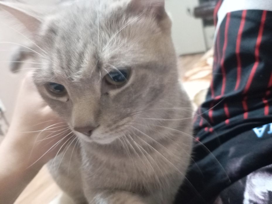 Отдам кота в хорошие руки