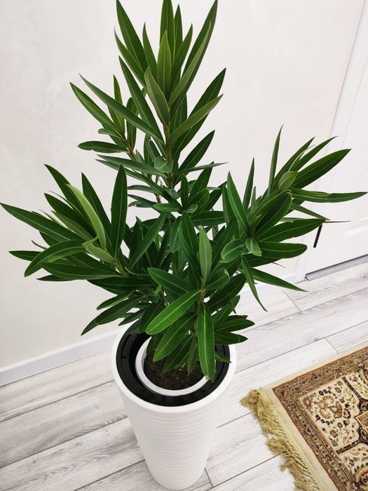 Домашние растения, доставка