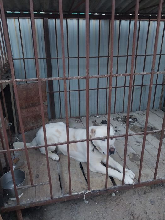 Вольер вместе с алабаем