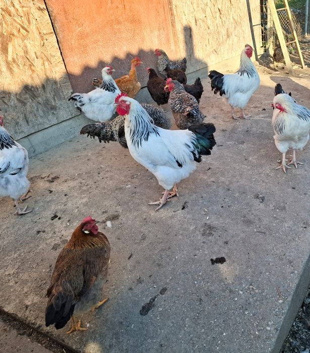 Cocoși rasa sussex