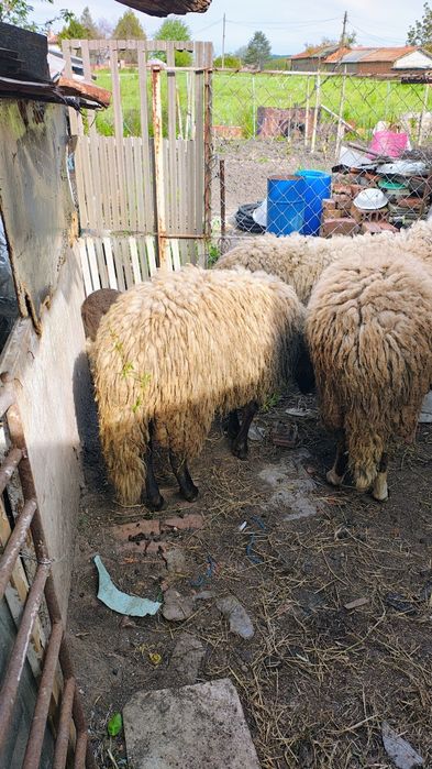 Продавам 2бр КОЧОВЕ