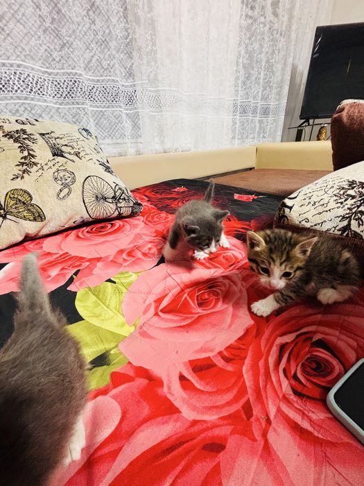 Отдам котят красивых