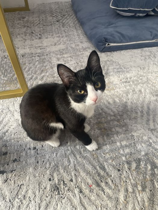 СРОЧНО отдаем кошку