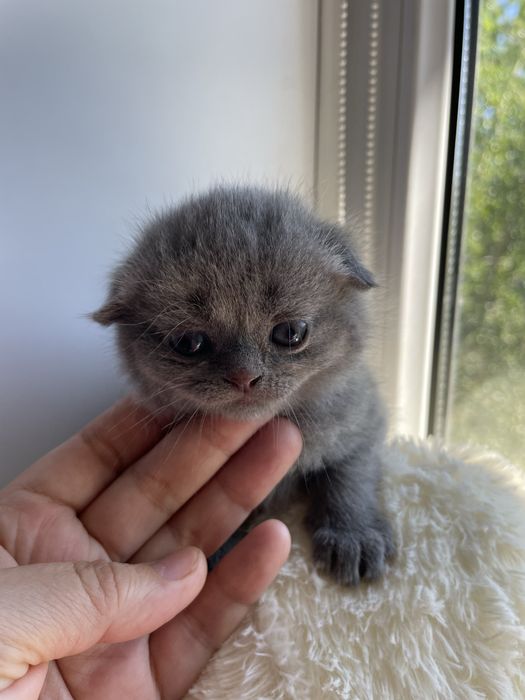 Продам очаравательных котят