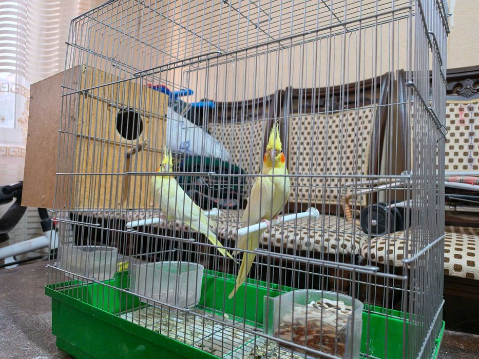 Popugay Corella para qafasi va uychasi bilan