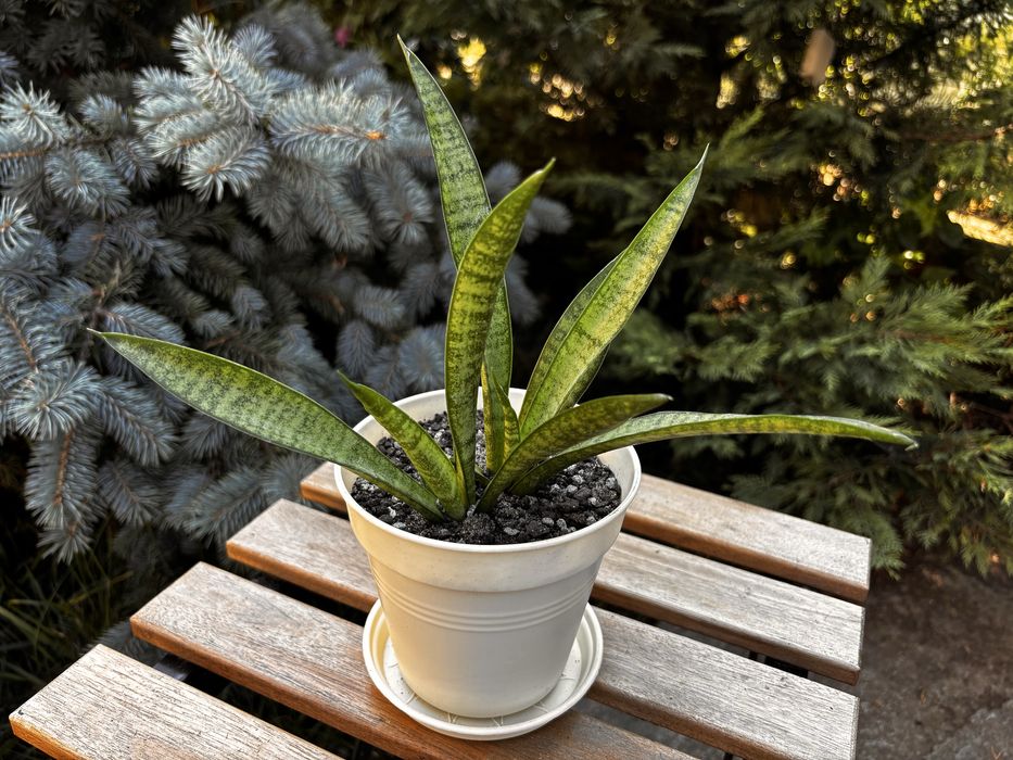 Sansevieria Panthera (Limba socrei) în ghiveci cu farfurioară