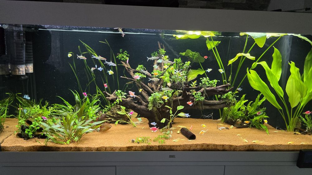 Tetra color glow