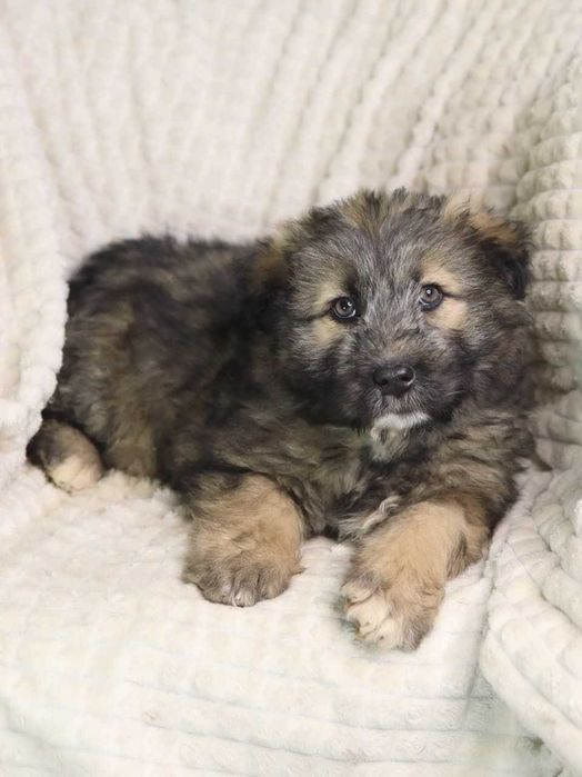 Отдам щенка  в добрые руки