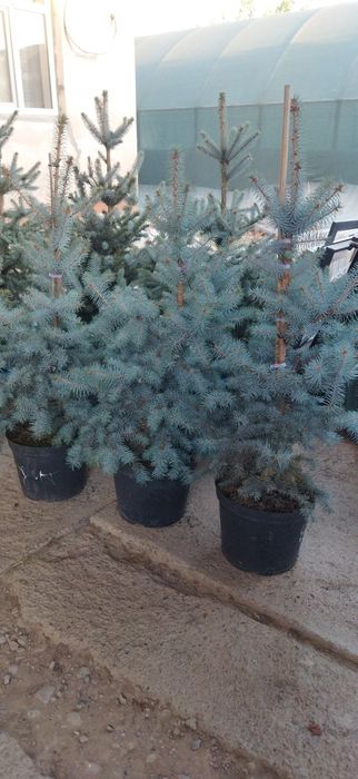 Продается можжевельник