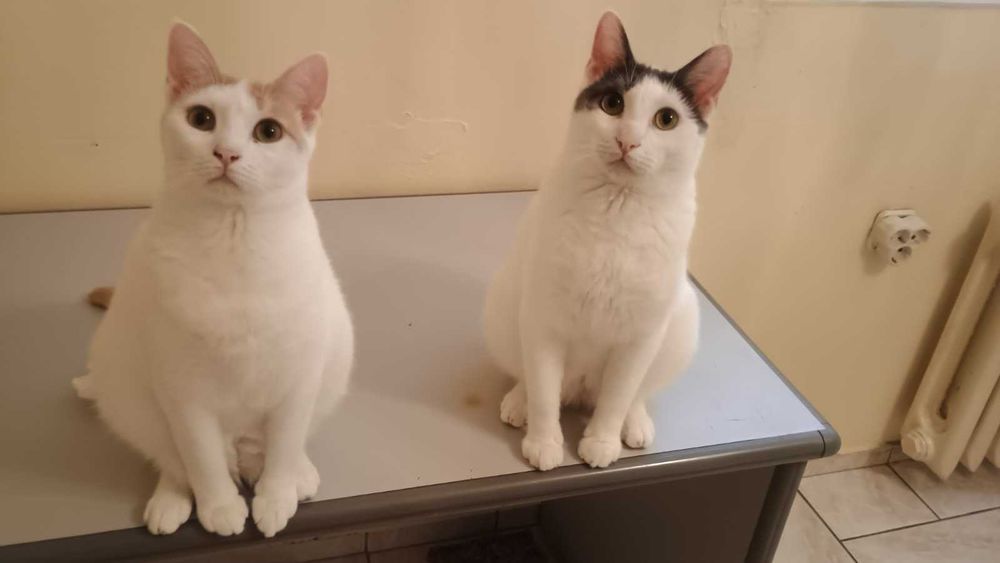 Борянка търси дом и осиновител!