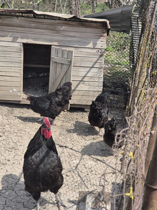 Găini Australorp