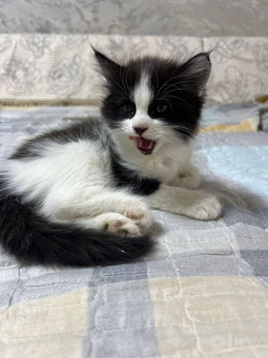 Срочно отдам даром котят