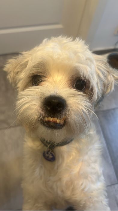 Donez mix bichon talie mica-medie