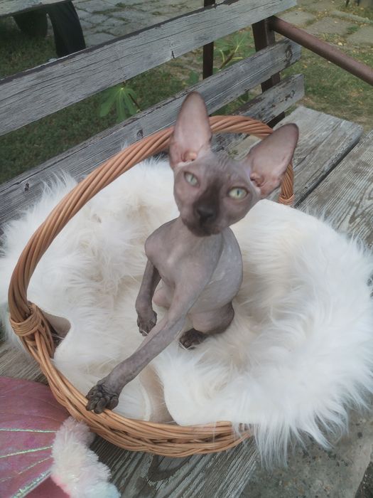 Pisici Sfinx canadian