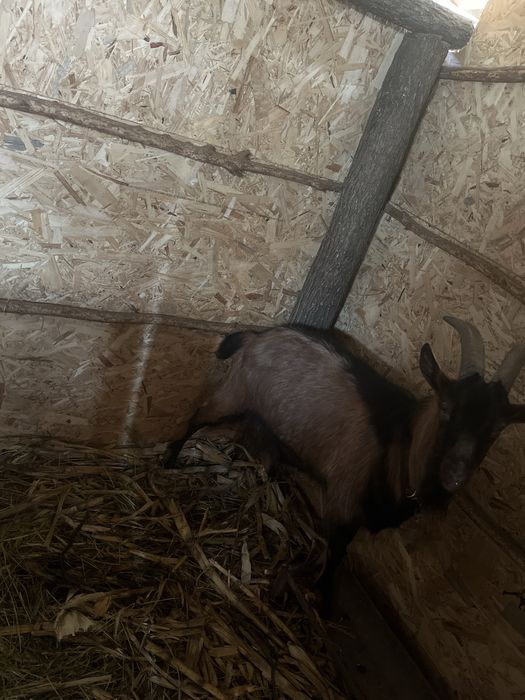 Vând țap Alpin FRANCEZ, varsta 1 an si 2 luni