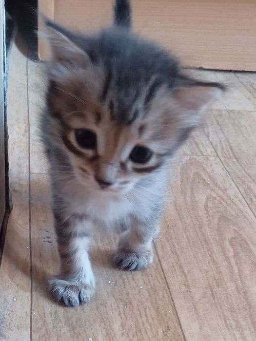 Отдам даром котят в добрые руки