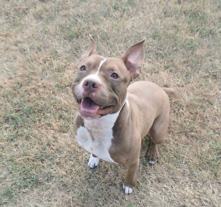 Американски Питбул териер