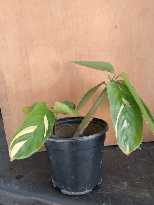 Продам  ктенанту