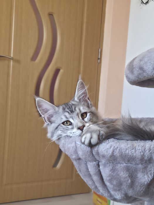 Maine Coon felisa