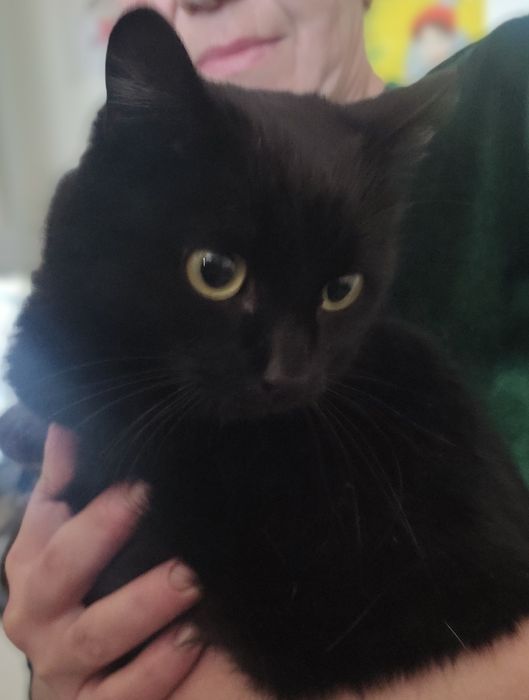 Молодой кастрированный котик