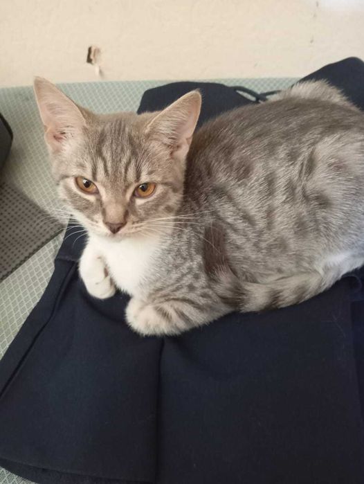 котята и коты !!!
