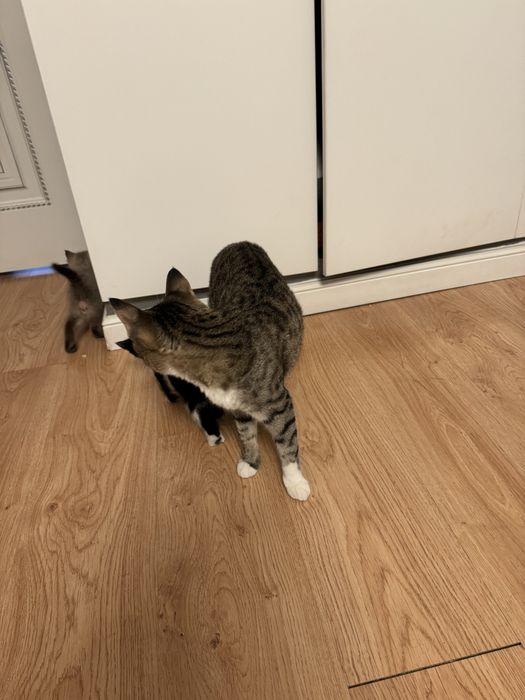 Отдам котят в хорошие руки