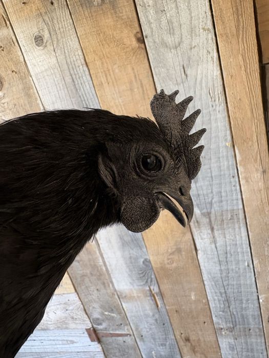 Cocos Ayam Cemani