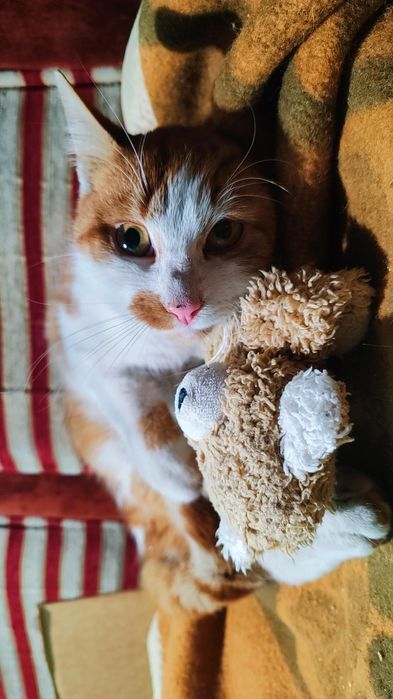 Коте Сами търси дом, осинови го