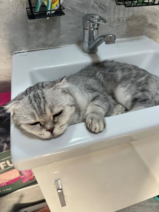 Кошка Scottish Fold