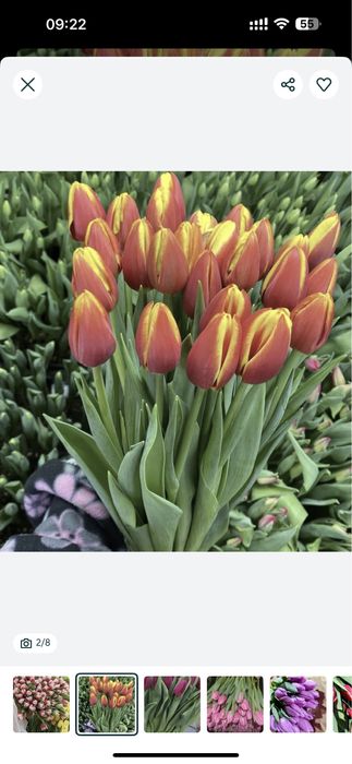 Тюльпаны на заказ к 8 марта премиум