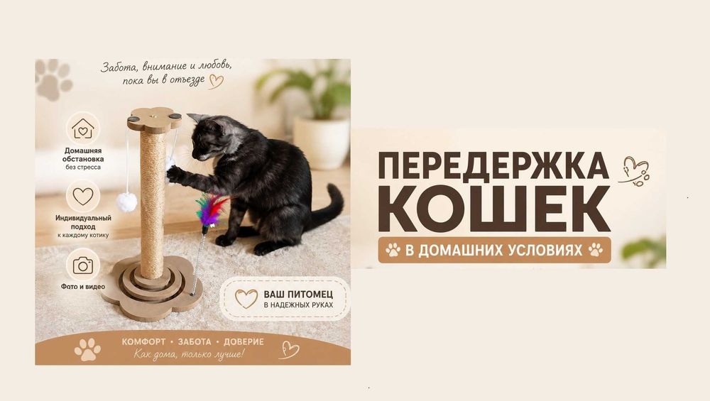 Передержка кошек в домашних условиях