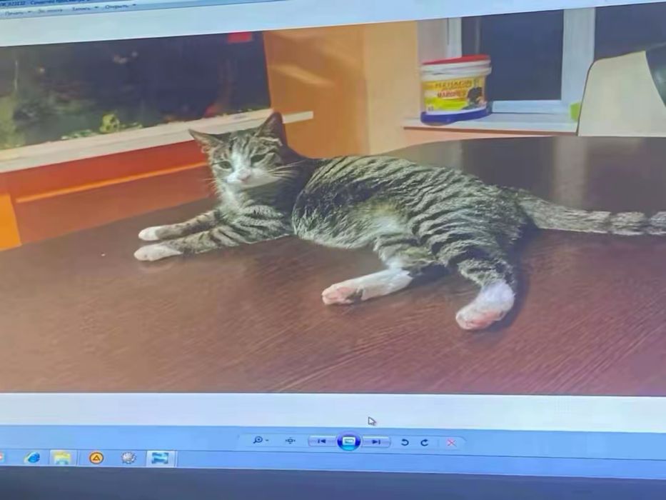 мысыктар жогалды,котята пропала