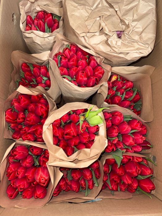 Тюльпаны по выгодной цене