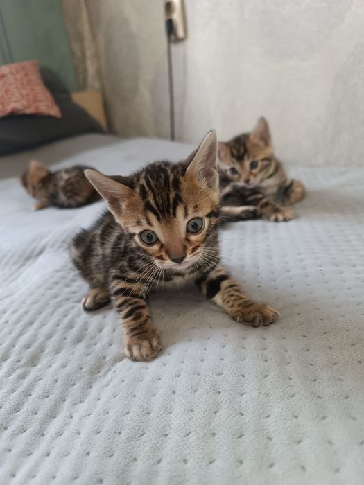 Бенгальские котята