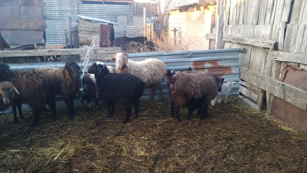 Қой қозы,ешкі лақ.