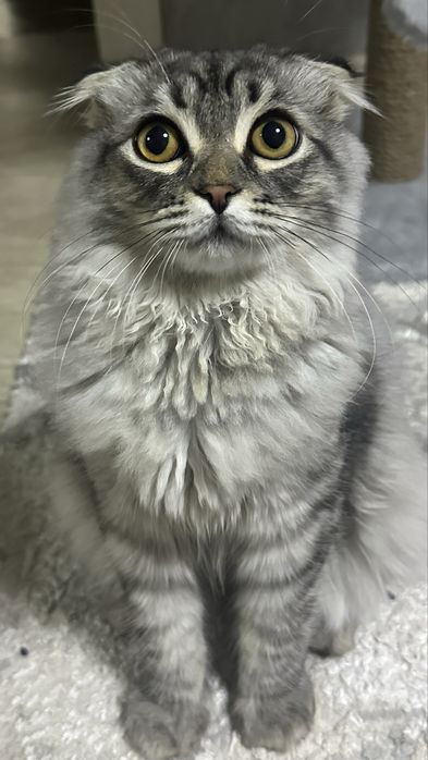 Котенка в добрые руки
