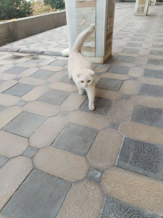 Маленкий кошка дамашний серебристий