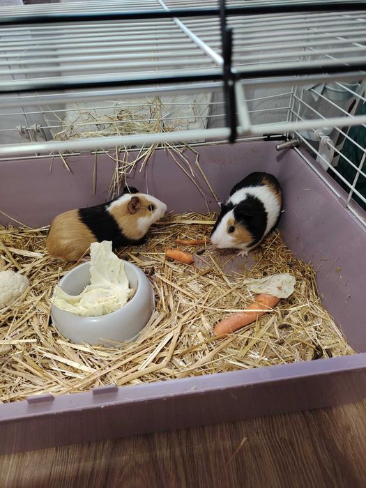 Porcusori de guineea