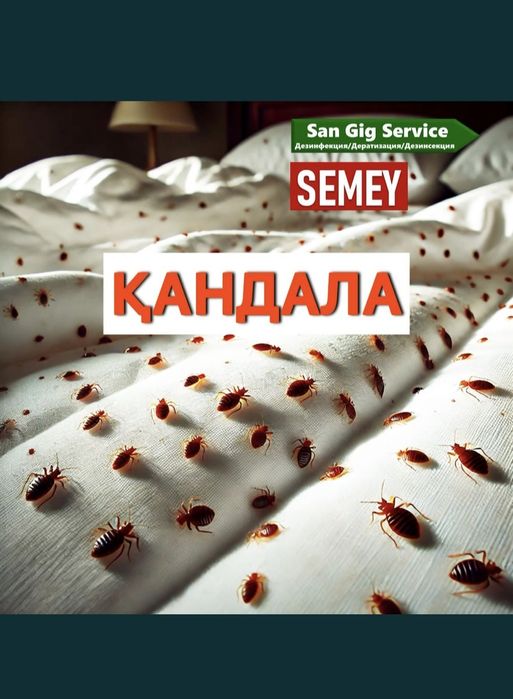 Дезинфекция против клопов