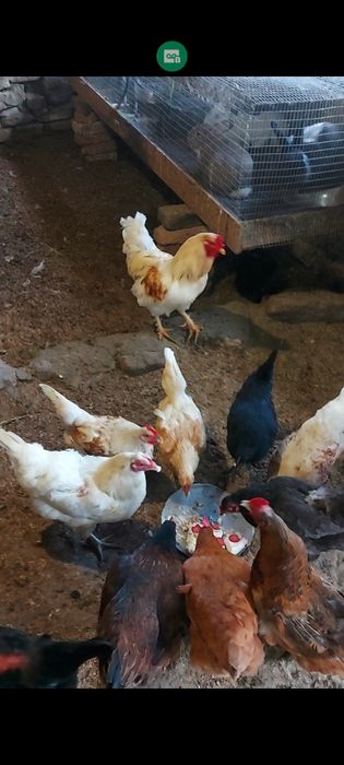 Оплодени яйца от кокошки