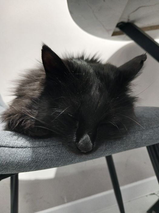 Мысық сатылады, бағасы келісімді