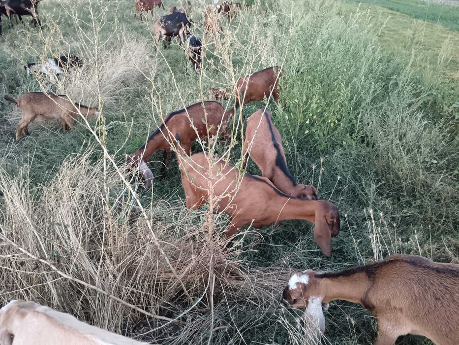 Vând ieduțe și țapi anglo nubieni