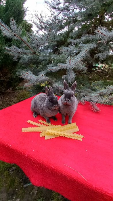 Iepurași de rasă pitici și mari