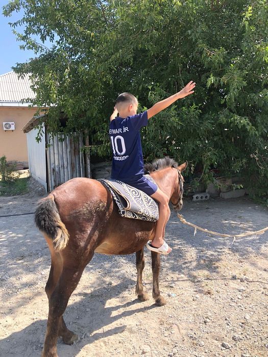 пони сатылымда .