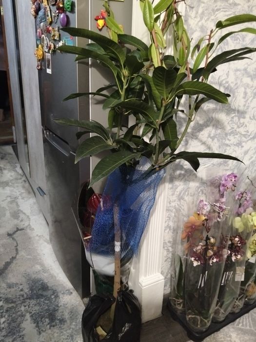 Продам дерево манго и саппадиллы