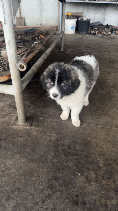 Чистокръвни Каракачанки