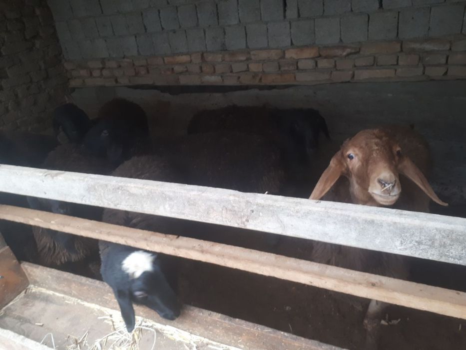 Сельхоз животные