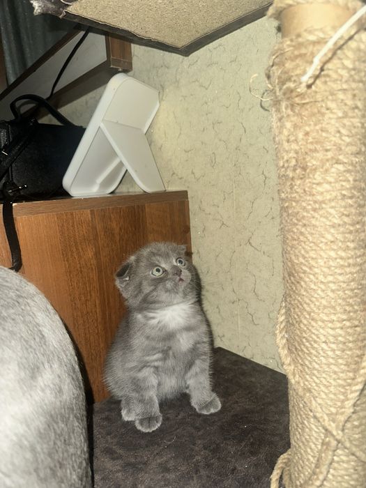 шатландская кошка