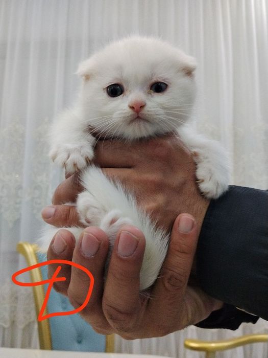 Продаются котята от правильной вязки