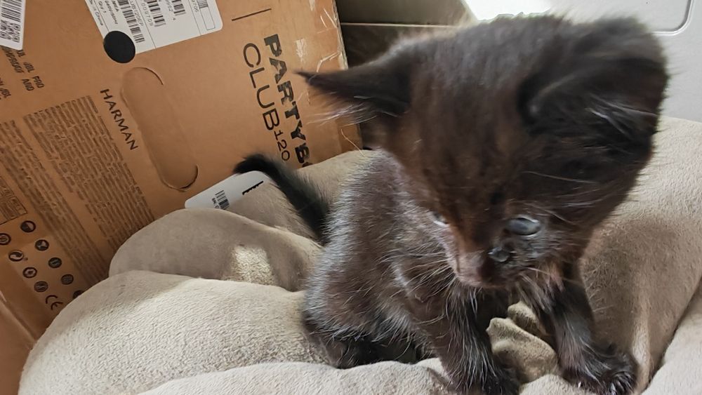 Котят в добрые руки